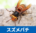 スズメバチ