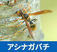 アシナガバチ