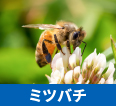 ミツバチ